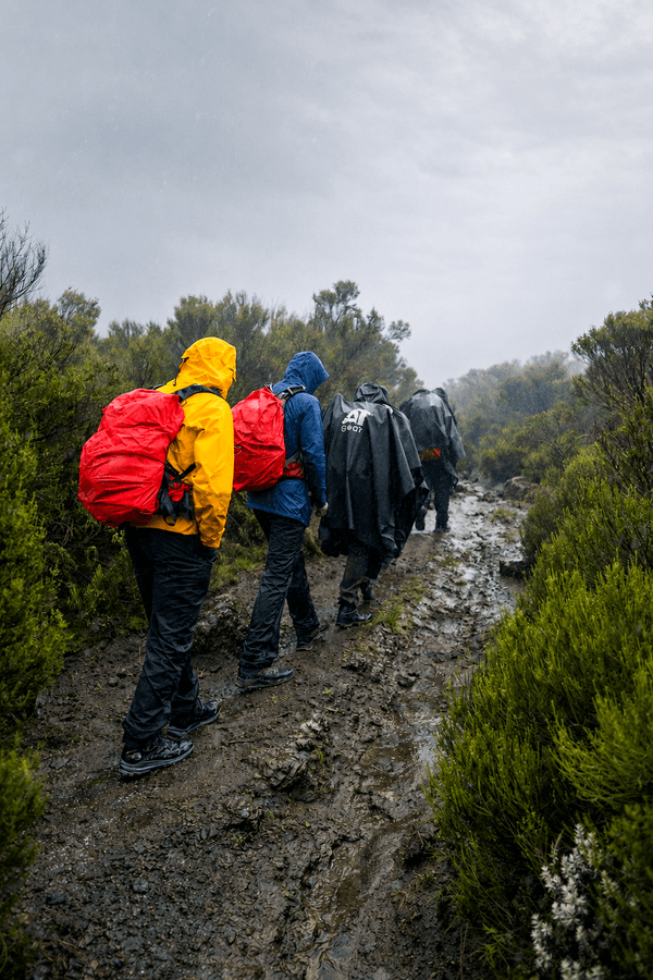Five Worlds climate band on Kilimanjaro ascent: Heath & Moorland near 3,500 M