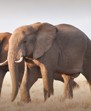 Tarangire National Park