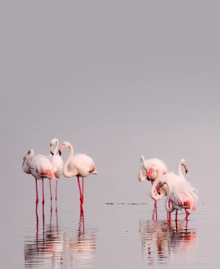 Lake Manayara National Park