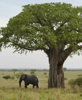 Tarangire National Park