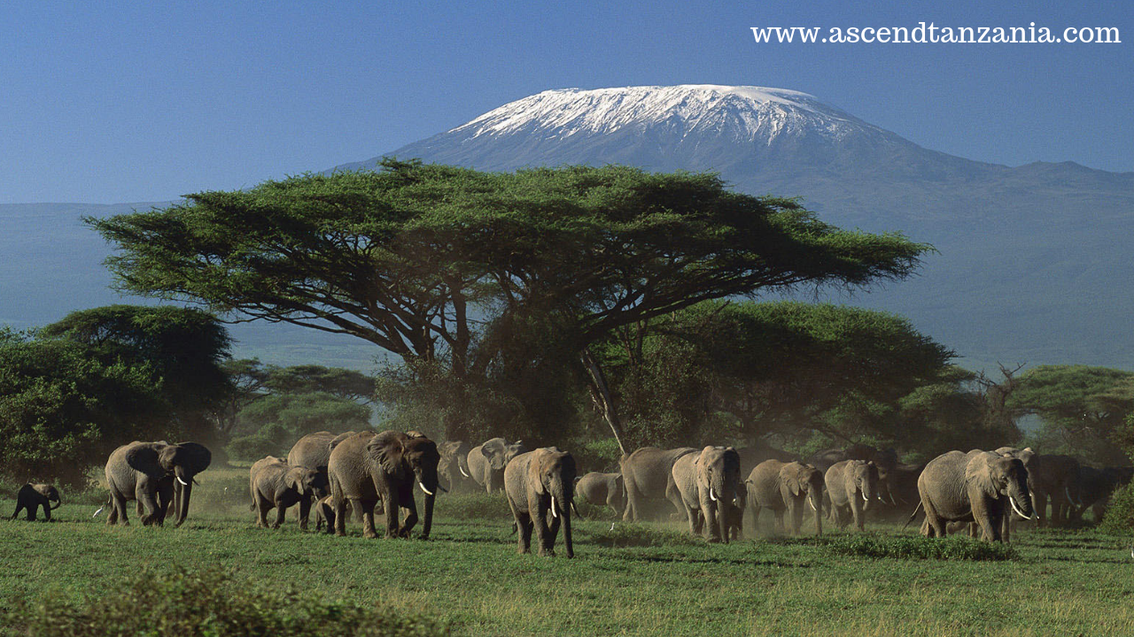 Kilimanjaro National Park